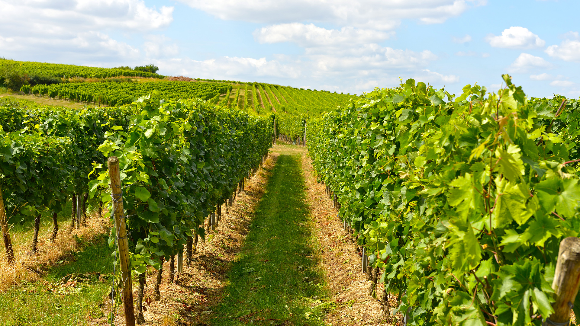 Weingut St. Quirinushof – Ewen, 