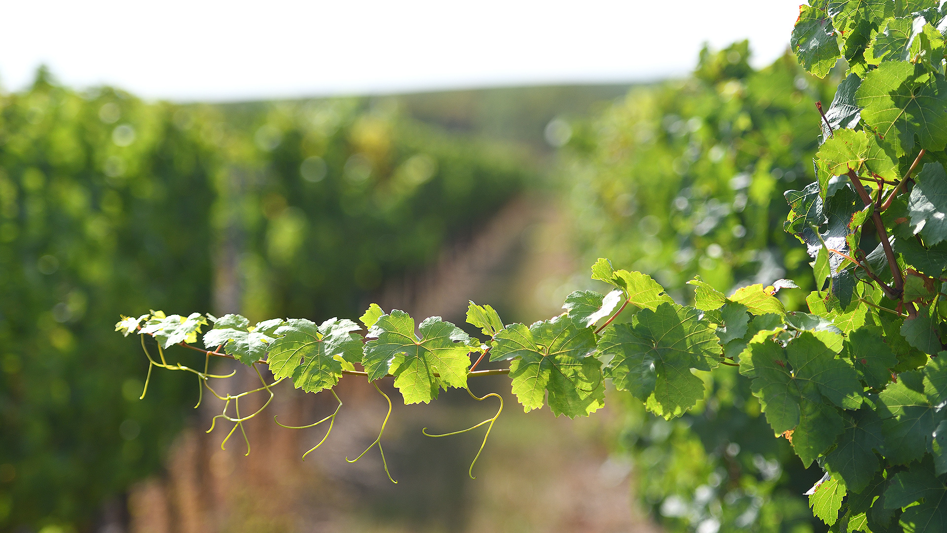 Weingut St. Quirinushof – Ewen, 